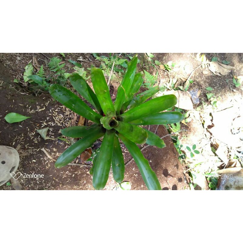 Bromelia hijau