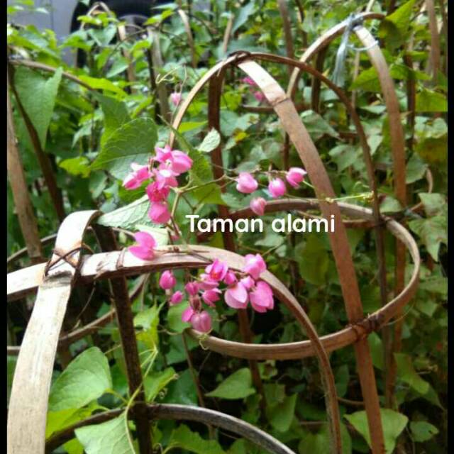 Tanaman hias bunga air mata pengantin pink - pohon air mata pengantin bunga pink