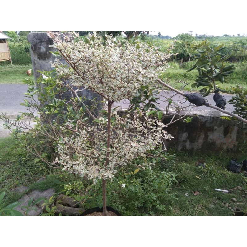 tanaman Ketapang kencana varigata super tinggi gambar asli