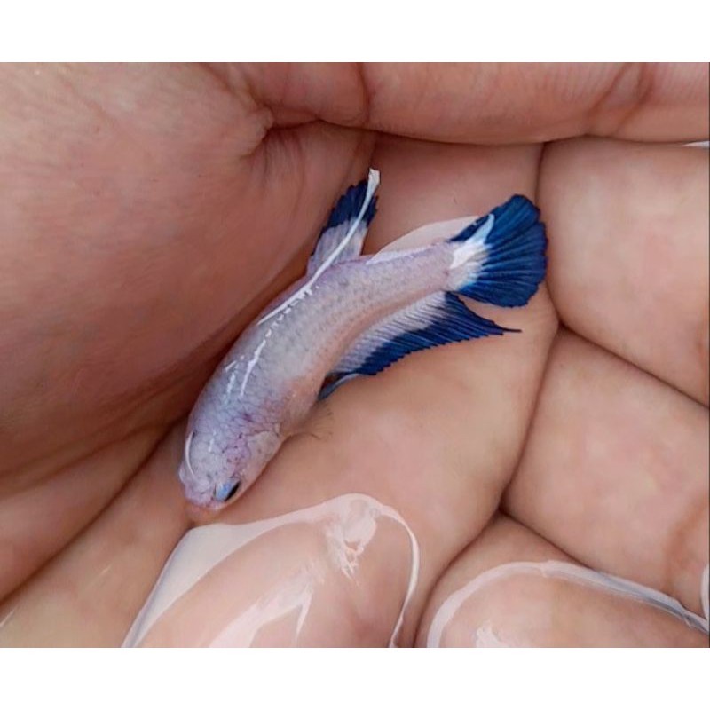 betina_blue_rim_ikan_cupang