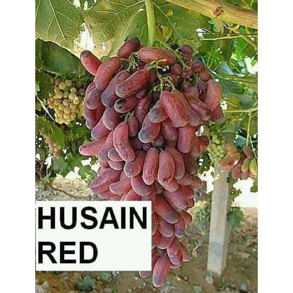 Bibit Anggur Merah Varietas Unggul Husain Merah. Bibit Impor Anggur Merah Product