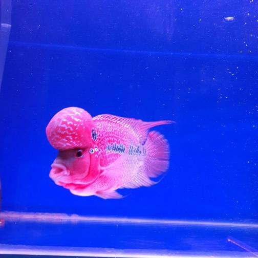 ✳ pelet ikan louhan 99 nine point nine original thailand ♣