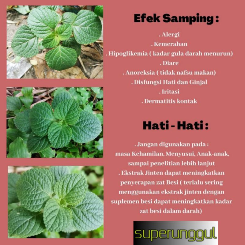 Tanaman Pohon Herbal Jinten Termurah