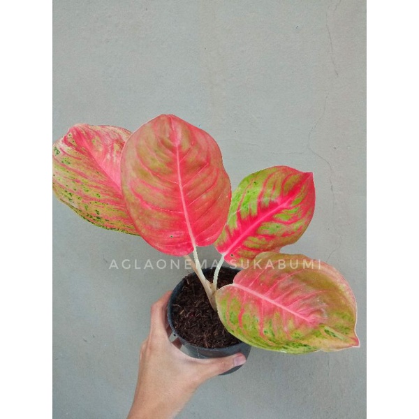 aglonema andini mutasi merah