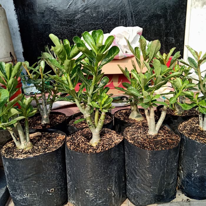 adenium bunga tumpuk size B 1 pohon 3 dan 4 warna