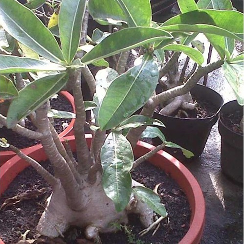 Benih Adenium Arabicum Yak Yaman