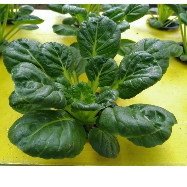 Oke Price.. HIDROPONIK SET ALAT HIDROPONIK LENGKAP PEMULA HIDROPONIK LENGKAP 48 LUBANG 4 BAK  PAKET