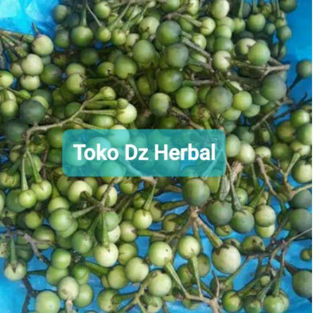 

Buah Cepokak atau Takokak Segar 1000 gram langsung petik