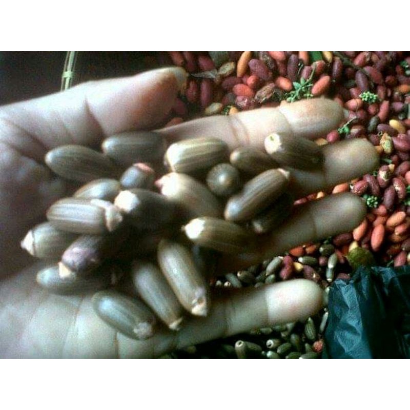 

biji melinjo super 1 kg biji melinjo / tangkil super asli banten