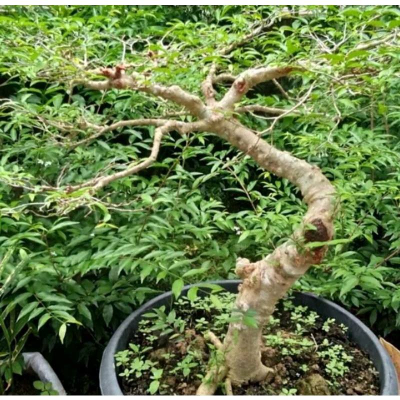 bonsai anting putri batang besar