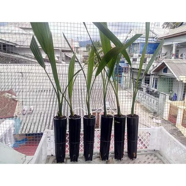 BAGUS REST0CK BIBIT KURMA TC / KULTUR JARINGAN ASAL DPD INGGRIS VAR BARHEE BETINA K0I