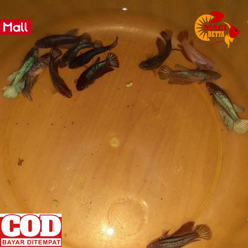 [PROMO] [COD] CUPANG HIAS MURAH BETTA CUPAN HM CENDOLAN FEMALE FULL EGG