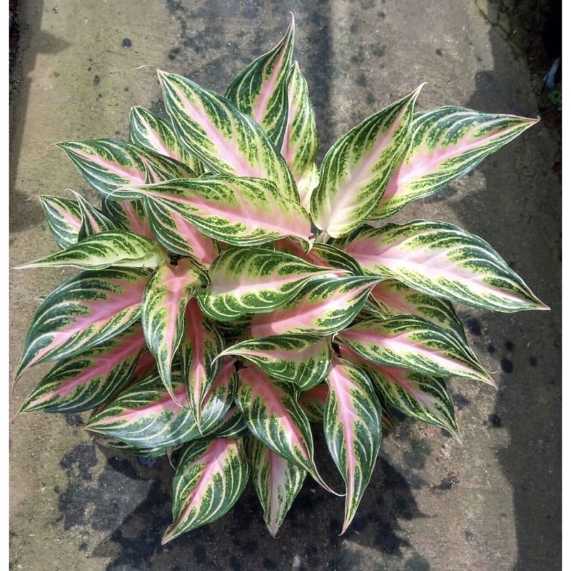 Tanaman hias aglonema-aglonema hidup-tanaman hidup-bunga hidup-bunga hidup murah