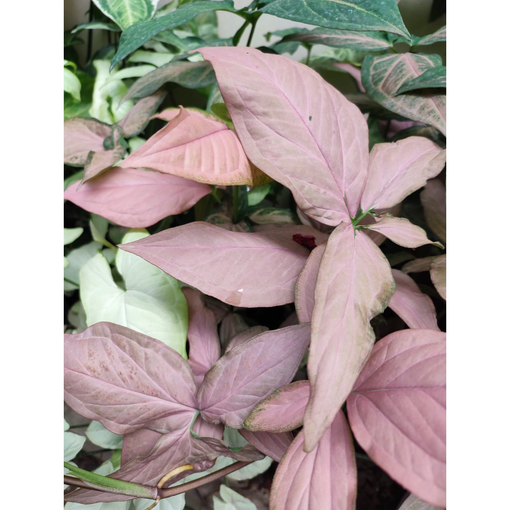 TANAMAN HIAS SYNGONIUM MURAH TANAMAN SYNGONIUM PINK TANAMAN BUNGA MURAH