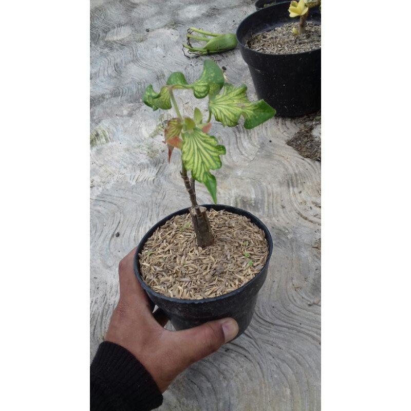 bahan bonsai waru wayang