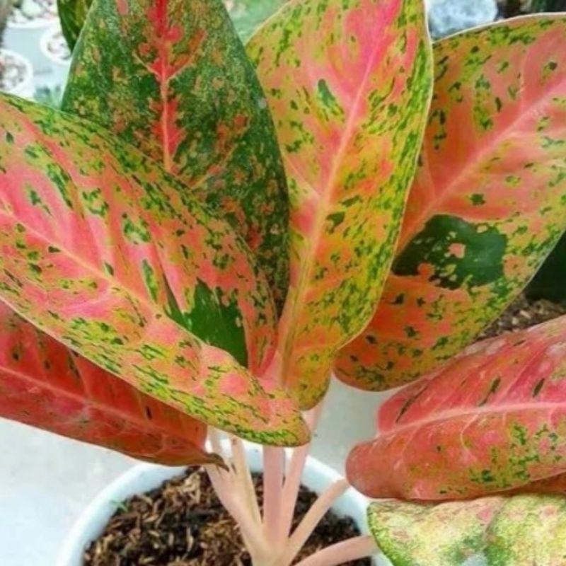 tanaman hias aglonema bigroy murah/aglonema bigroy terlaris