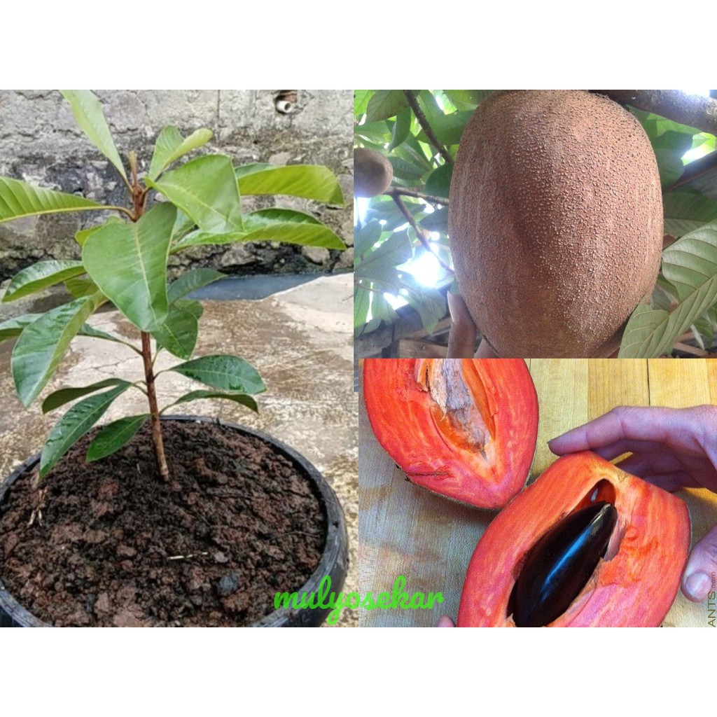 Bibit Buah Mamey Sapote magana (sawo raksasa)