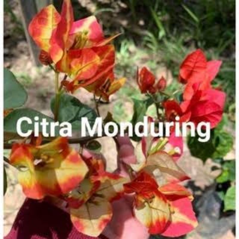 Bugenvil Citra Monduring