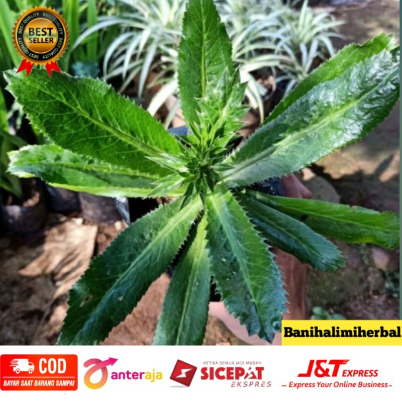 

Daun walang sangit murah