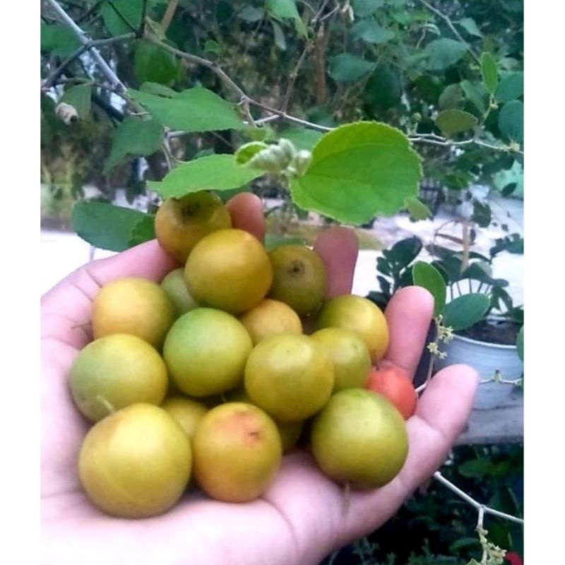 

Buah Bidara Arab