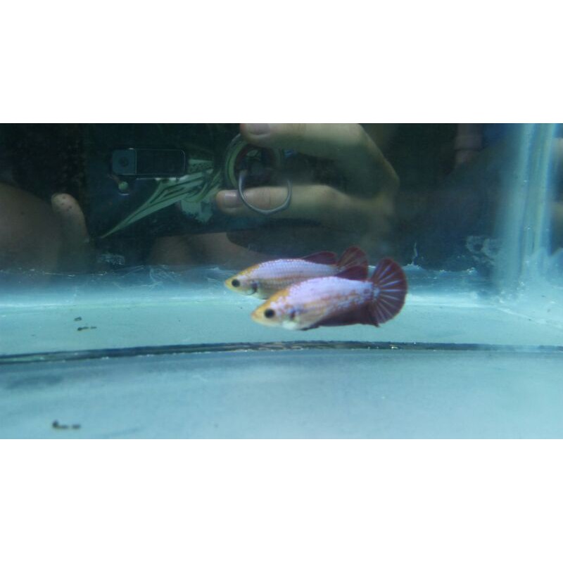 Cupang Female marble