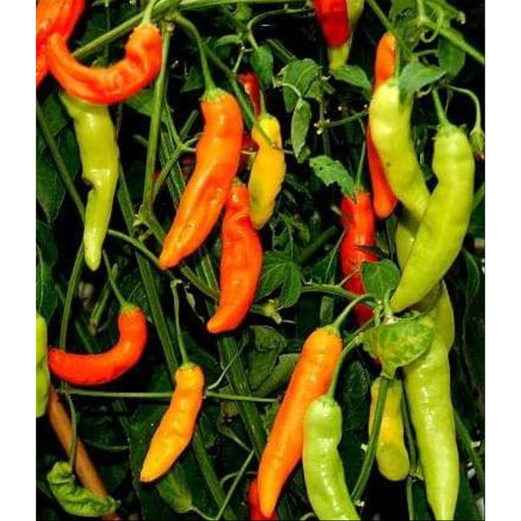 45 Benih Bibit Cabe Rawit Merah Merunduk Cabai Sigantung Biji Sayuran Unggul Tanaman Sayur Official-2
