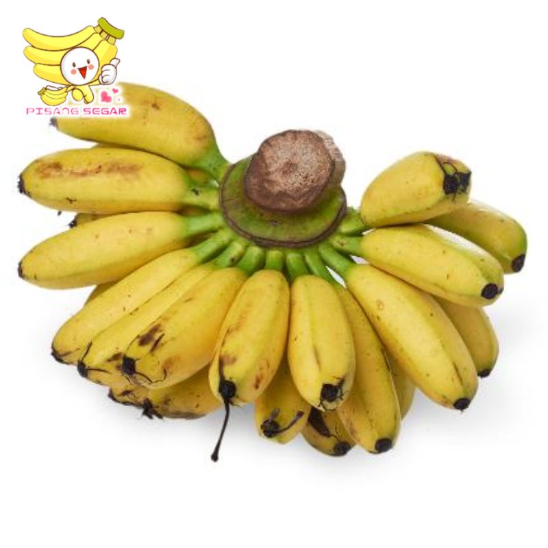 

BUAH PISANG BELITUNG BUAH PREMIUM TERMURAH ( 1KG ++ ) 1 SISIR ( BISA UNTUK BAYI )