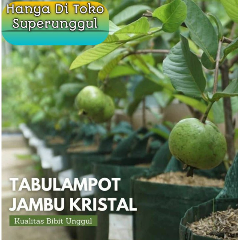 Bibit Jambu Kristal Termurah