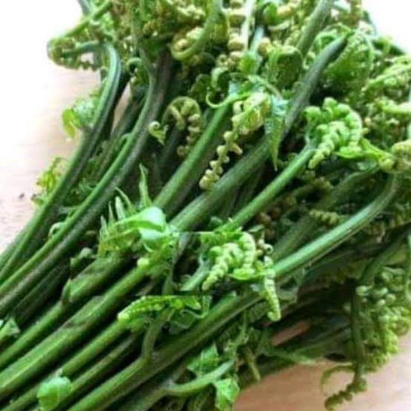 

pakis sayur segar