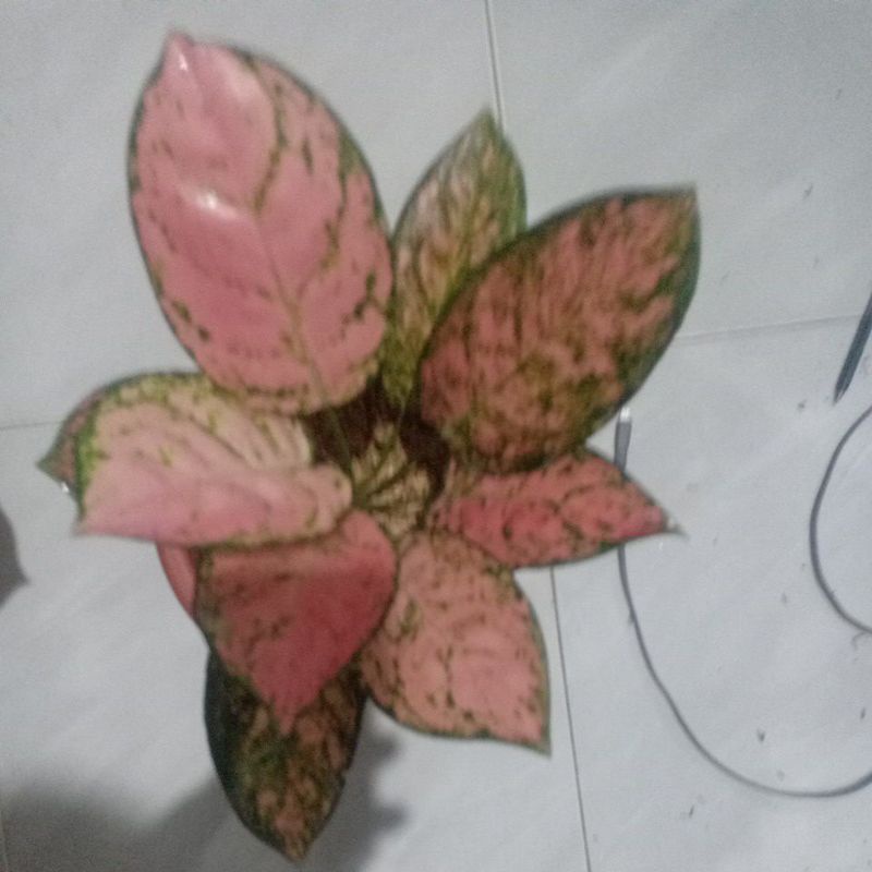 Bunga aglonema Ruby dinamit