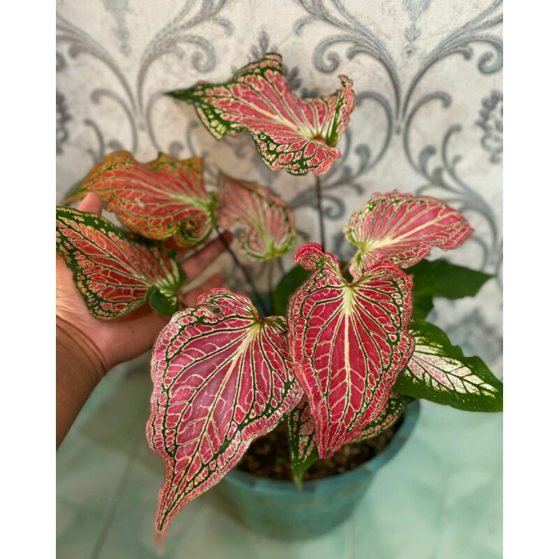TANAMAN KELADI//CALADIUM WAYANG // KELADI PINK WAYANG