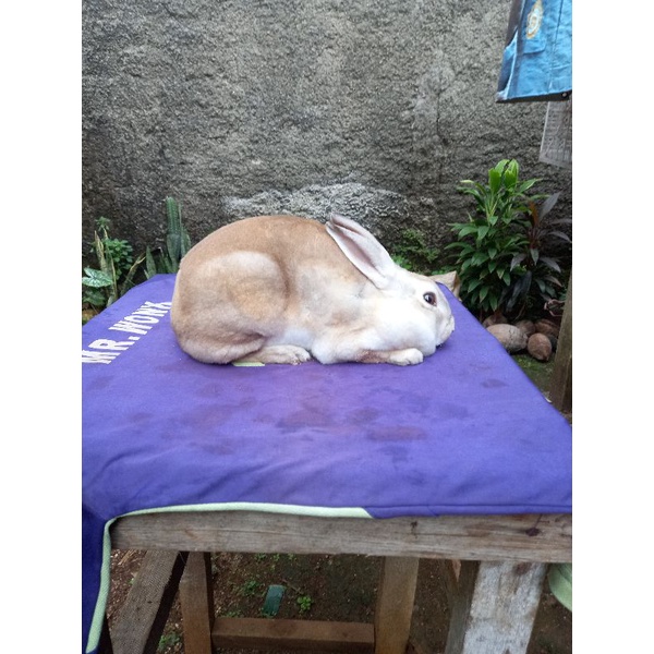 Kelinci Rex bulu karpet betina dewasa (3).