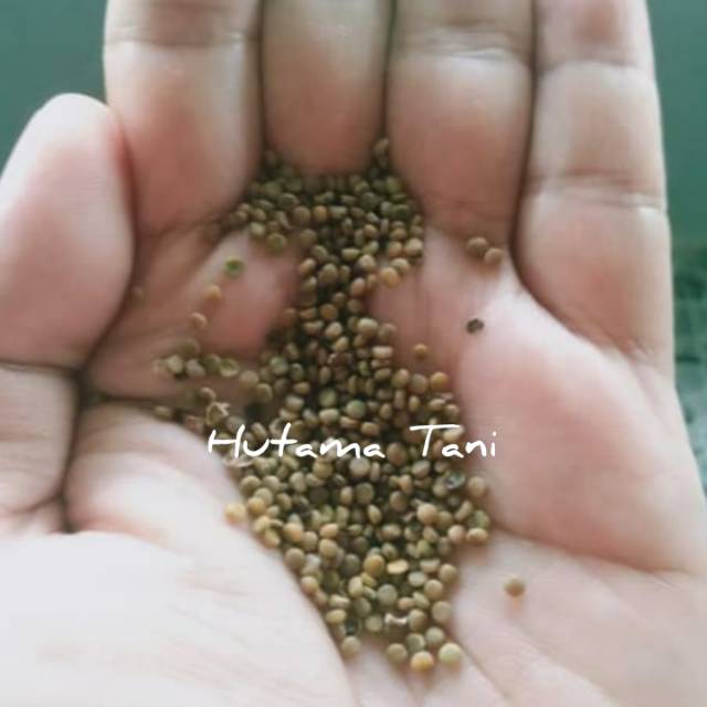 Benih indigofera (indigofera tinctoria)