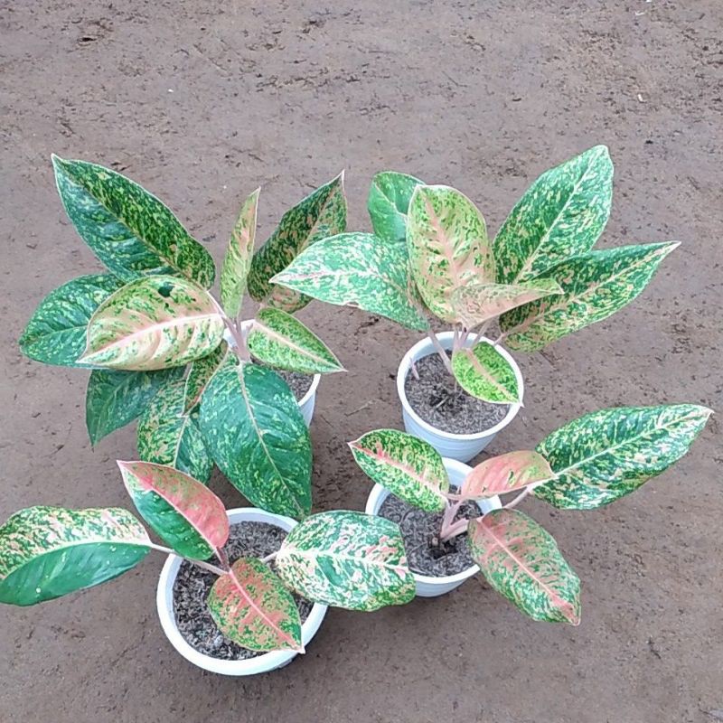 Aglonema Big roy murah