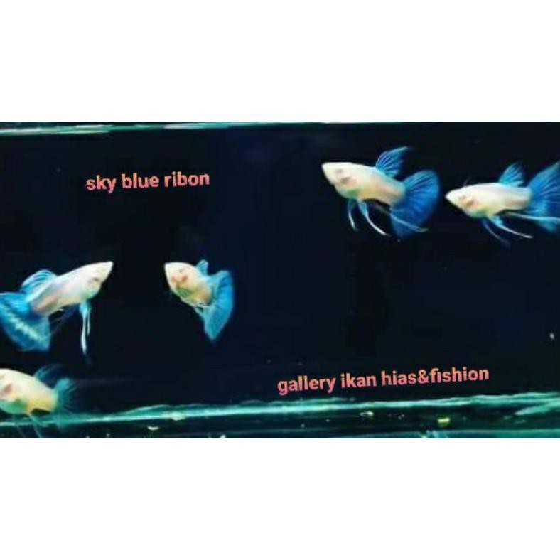 Terbaru Guppy Sky Blue Ribon Satu Pasang / Pakan Ikan Hias