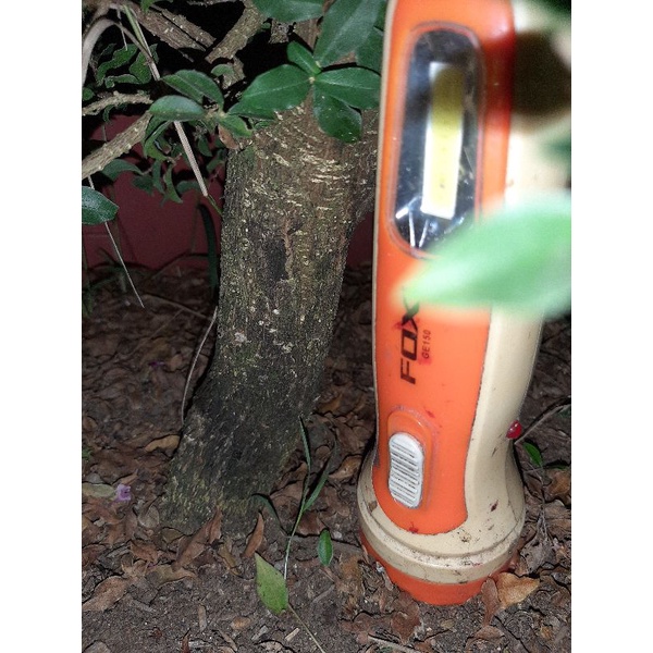 bahan bonsai sakura + saeng simbur bunga putih