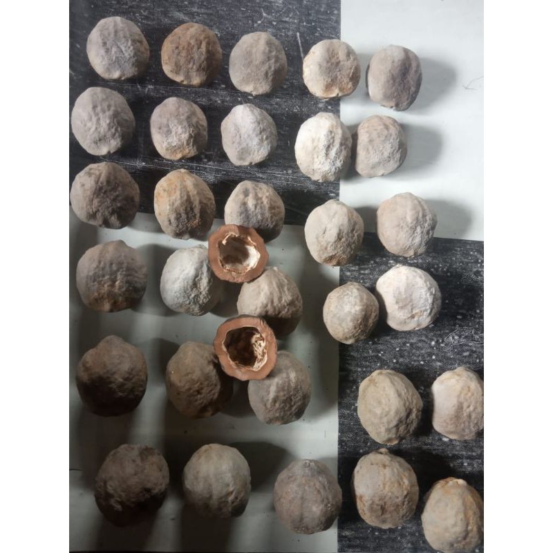 Muncang adu // jenis Yanti RB ( raja batok)