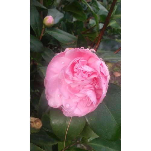 camelia pink bibit tanaman hias bunga