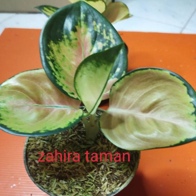 tanaman hias aglonema sultan brunai - AGLONEMA SULTAN BRUNAI - BIBIT