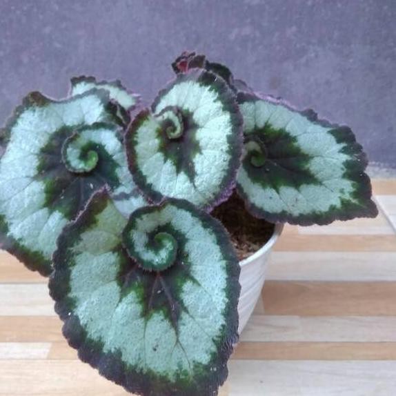 Begonia Escargot Atau Kalo Di Sini Dibilangnya Begonia Keong Pertama Kali Liat Di Google Cakep Banget Spiral Ungu Nya Terus Penasaran Dicari Terus Ke Petan