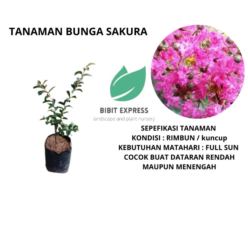 Bibit Tanaman Bunga sakura/Tanaman bunga sakura
