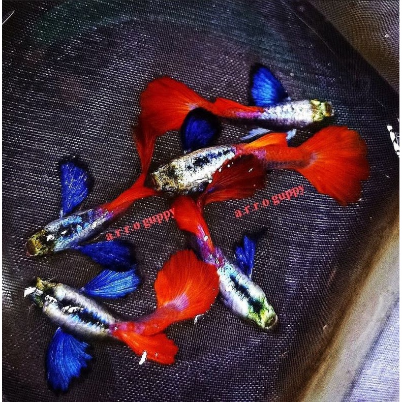 GAPPY Platinum red tail big ear