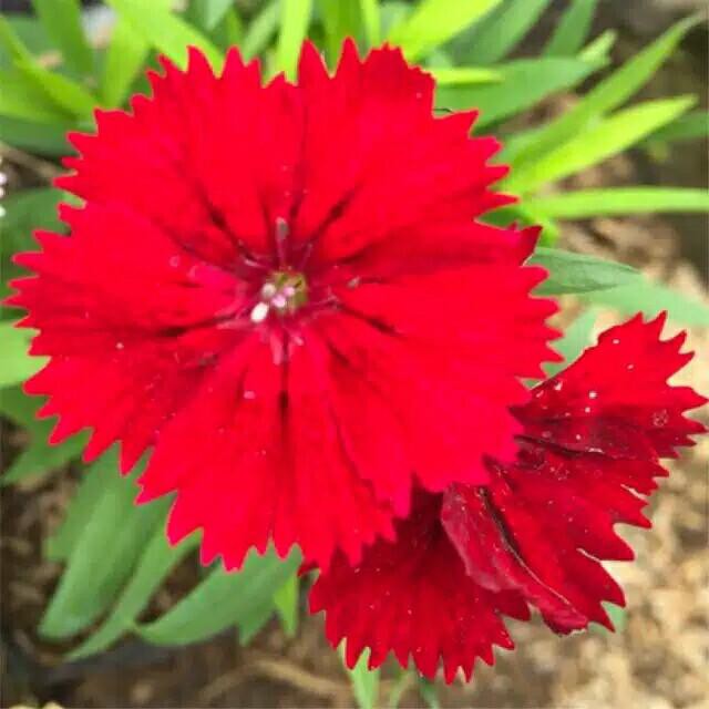 Tanaman Bunga Dianthus Merah / Anyelir Merah (Berbunga) BERGARANSI