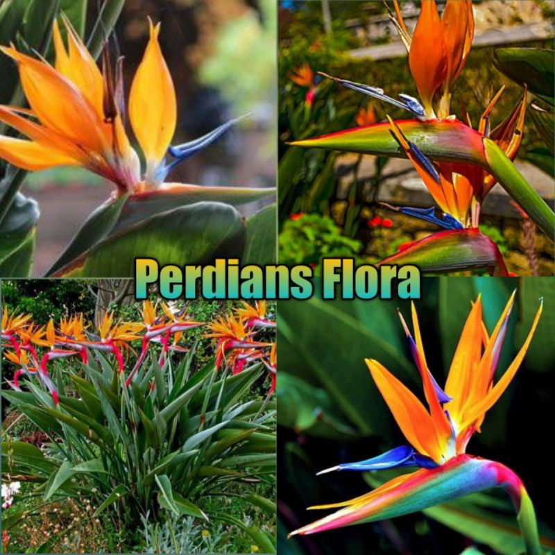 Tanaman Hias Heliconia (BOP) Bird's Of Paradise