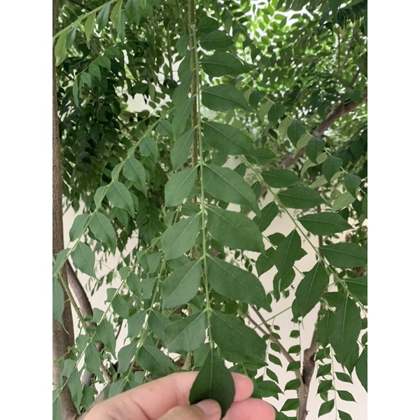 

daun kari / daun salam koja / salam koja