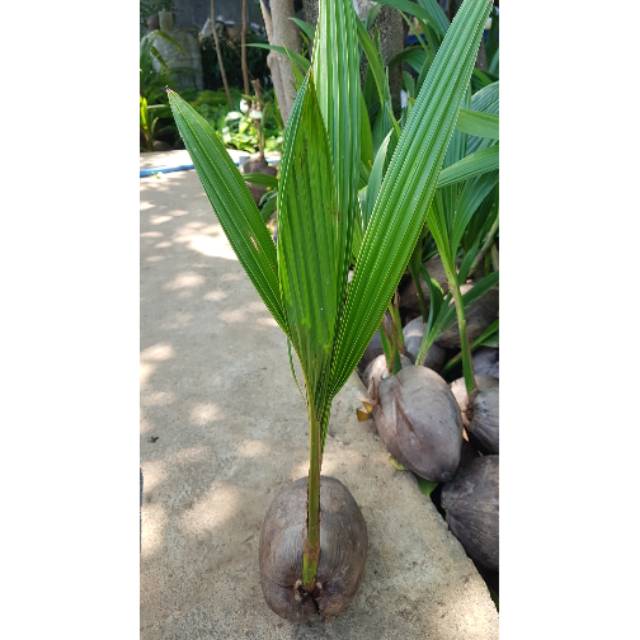 Bibit kelapa hibrida unggul