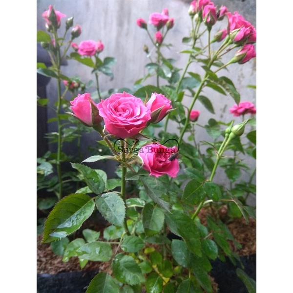 Pohon Tanaman Bunga Mawar Indukan Super Besar Mawar Holland (rosa sp)  bergaransi