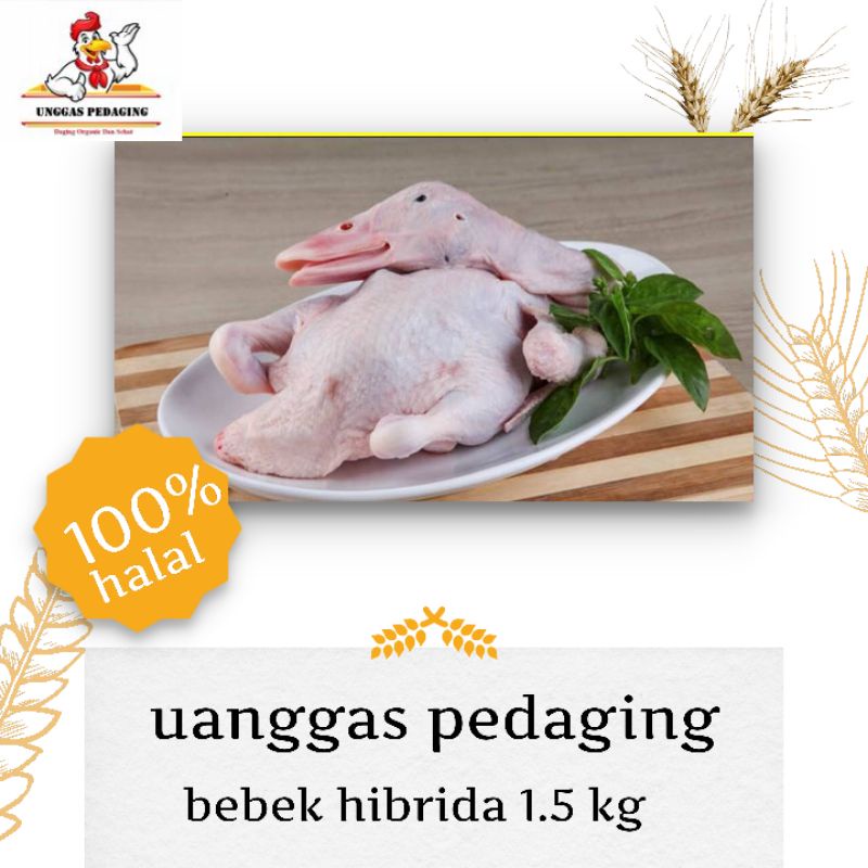 

daging bebek hibrida ukuran 1.5 kg