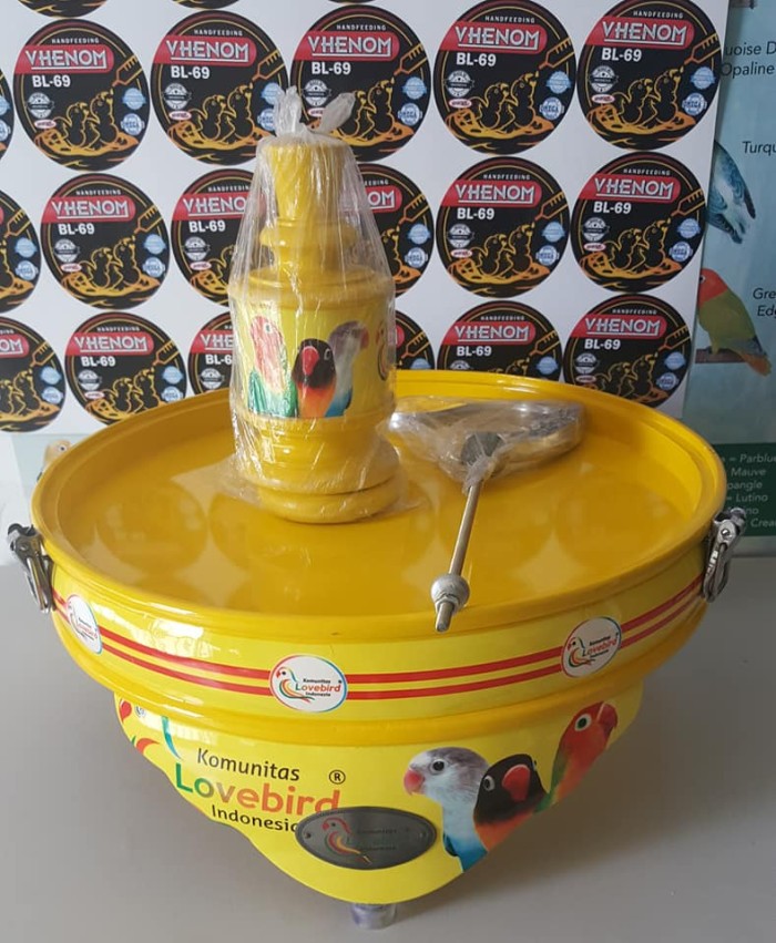 ASLI TEBOK LOVEBIRD KLI KUNING GAMBAR LOVEBIRD