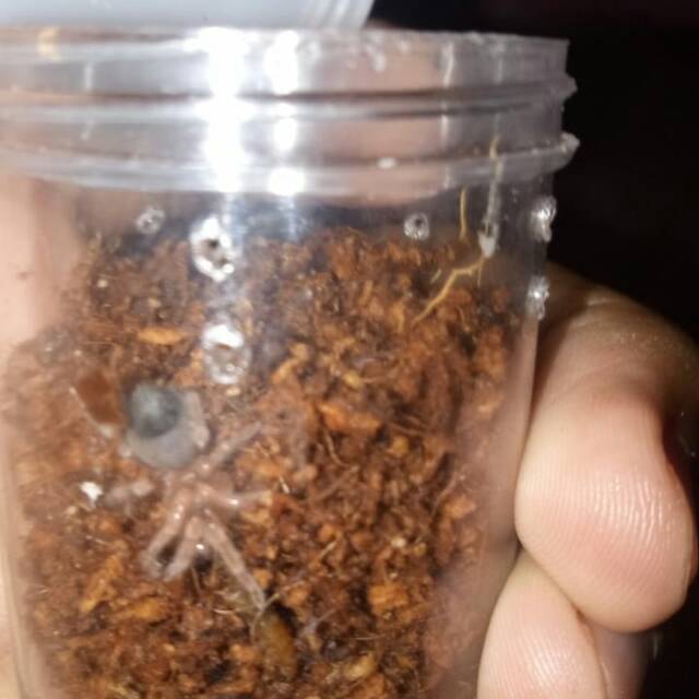 Bracpelma Boehmei kartu